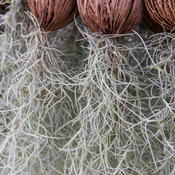 Live Spanish Moss (Air Plants) - Picture 3 of 5
